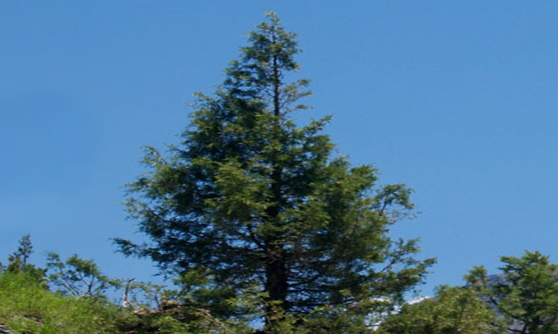 Sinchula Holidays